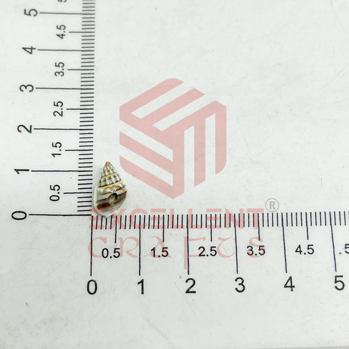 7x12mm Natural Dusty Conch Shells with Hole (100pcs)
