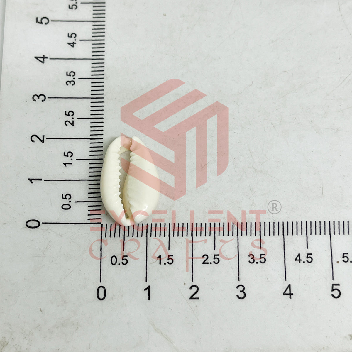 Half Cut White Natural Cowrie Shells (100pcs)