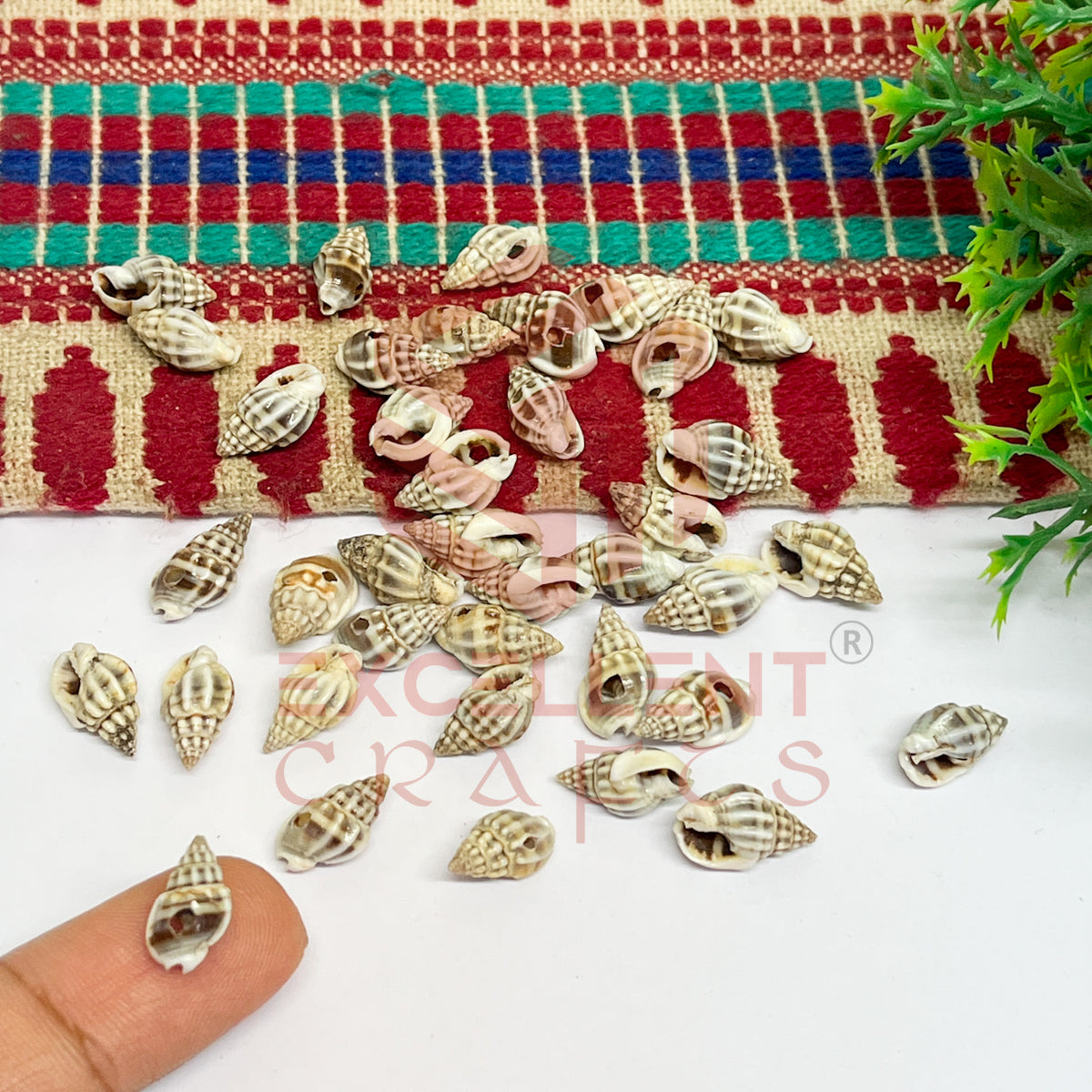 7x12mm Natural Dusty Conch Shells with Hole (100pcs)