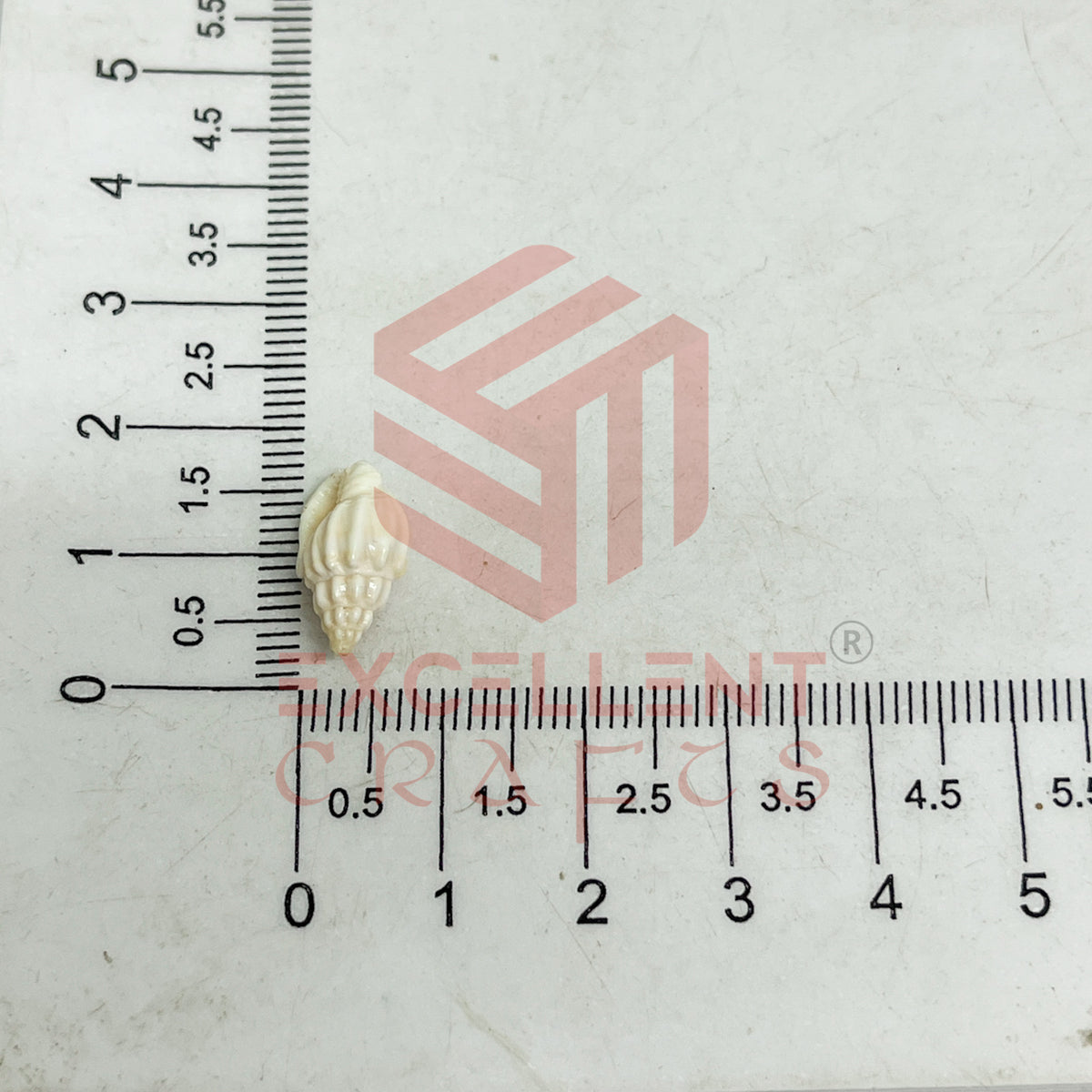 7x12mm Natural White Conch Shells with Hole (100pcs)