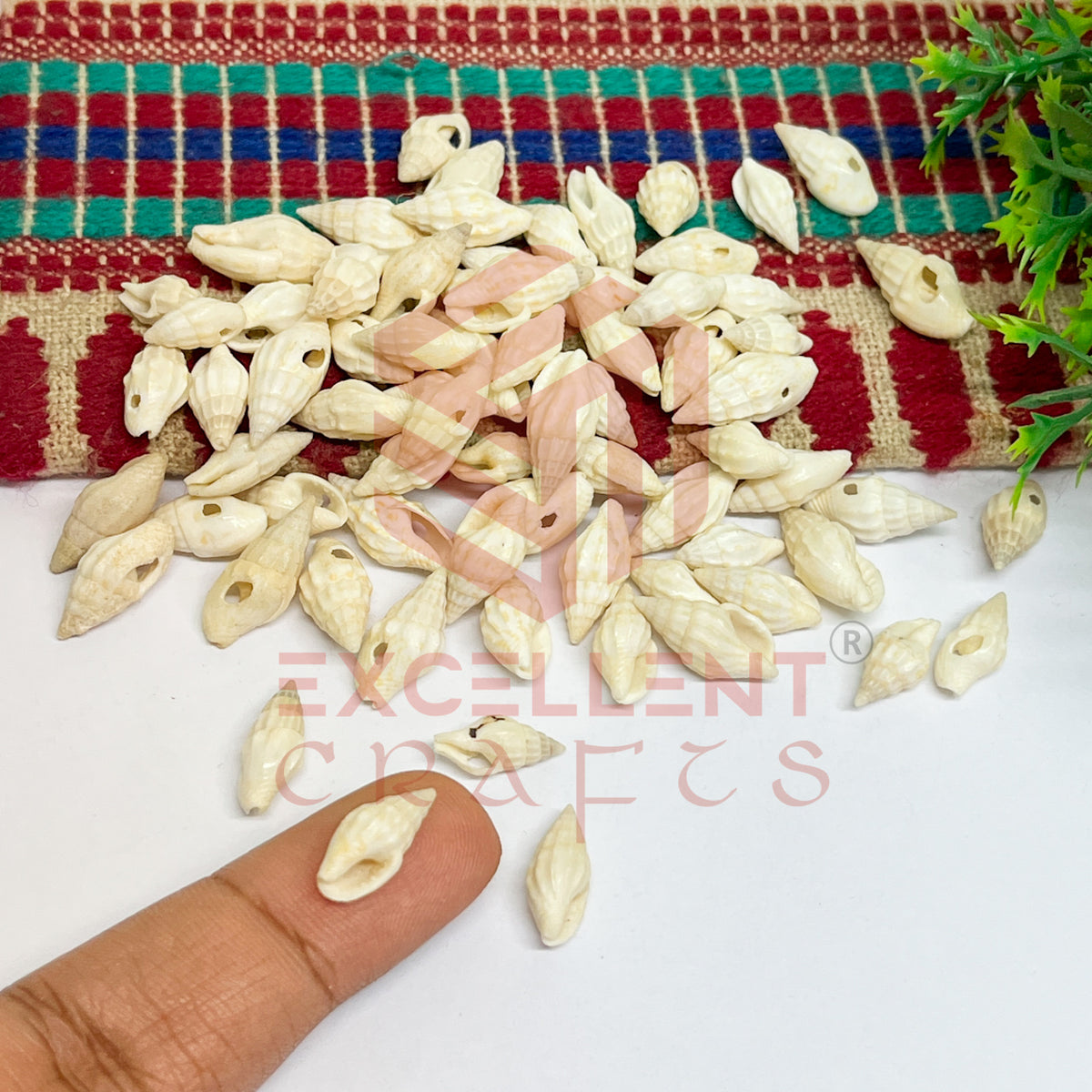 7x12mm Natural Ivory Conch Shells with Hole (100pcs)