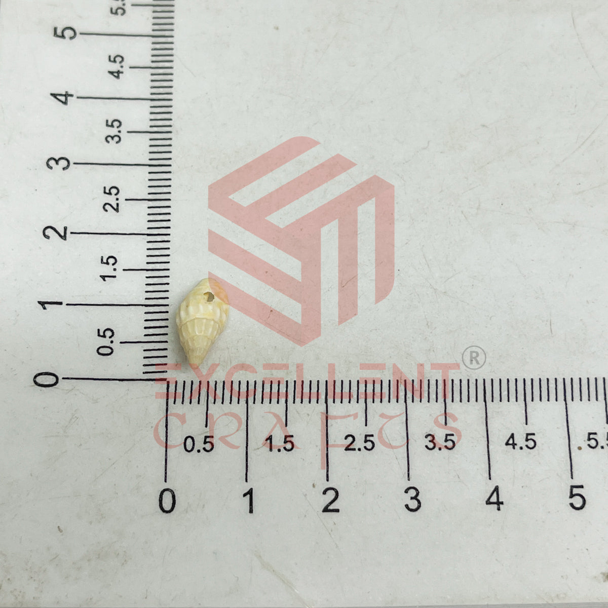 7x12mm Natural Ivory Conch Shells with Hole (100pcs)
