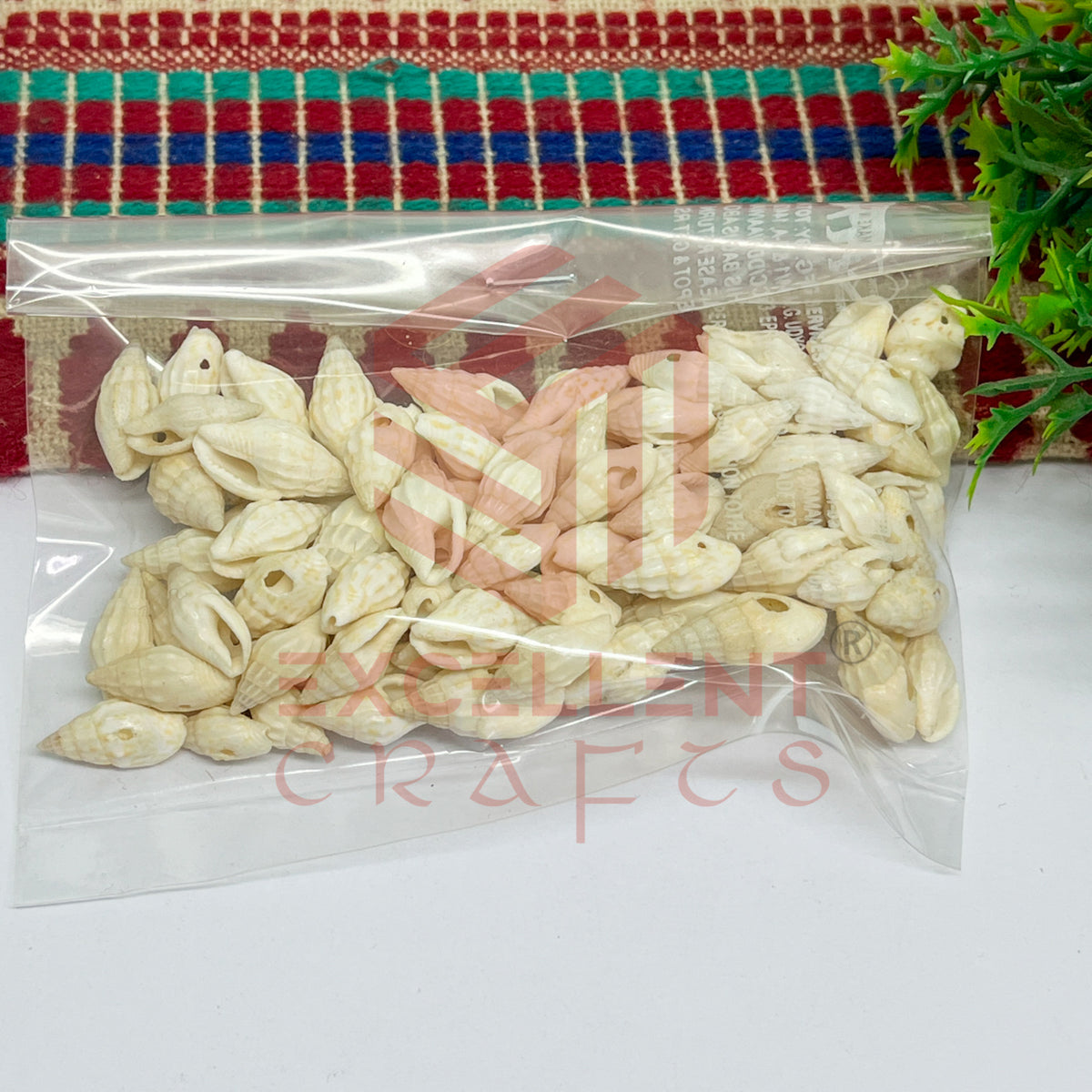 7x12mm Natural Ivory Conch Shells with Hole (100pcs)