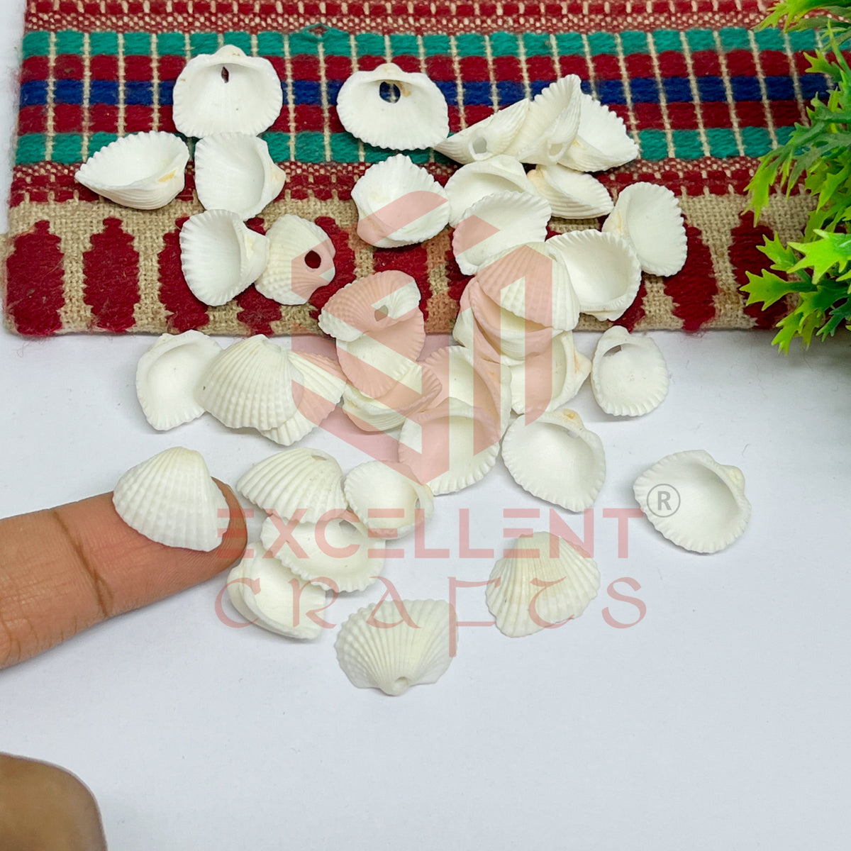 14x15mm Natural White Sea Shells with Hole (100pcs)