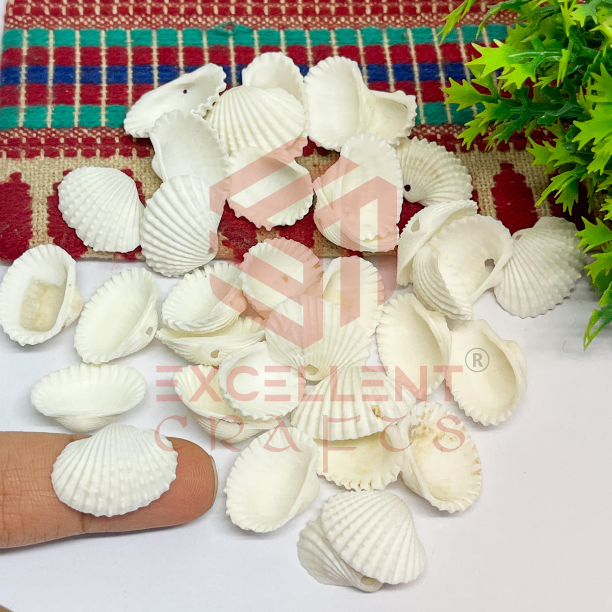 15x20mm Natural White Sea Shells with Hole (100pcs)