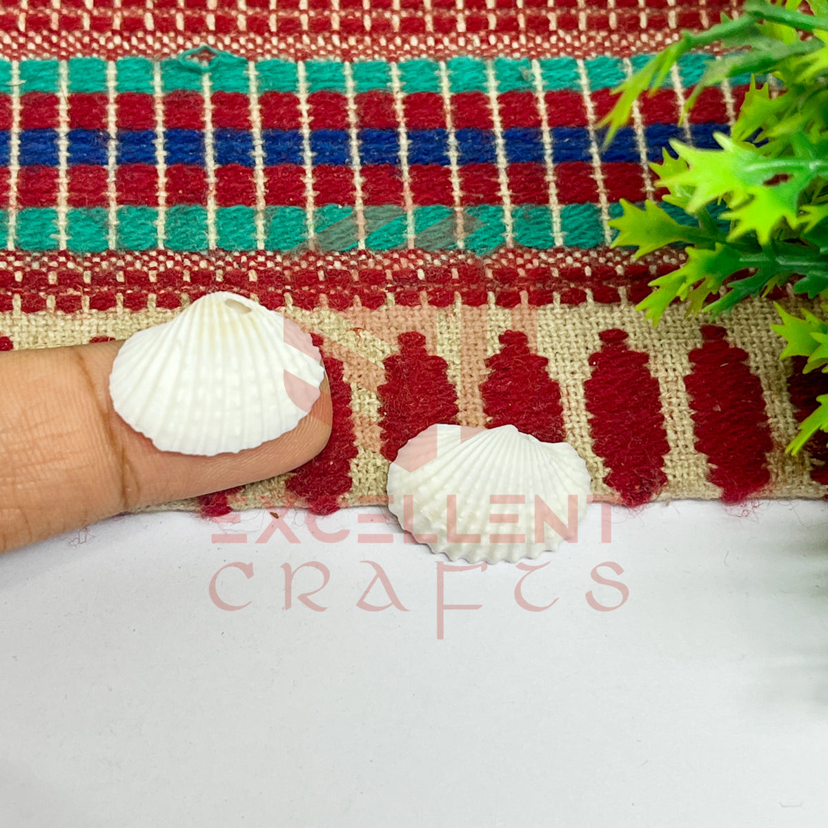 15x20mm Natural White Sea Shells with Hole (100pcs)