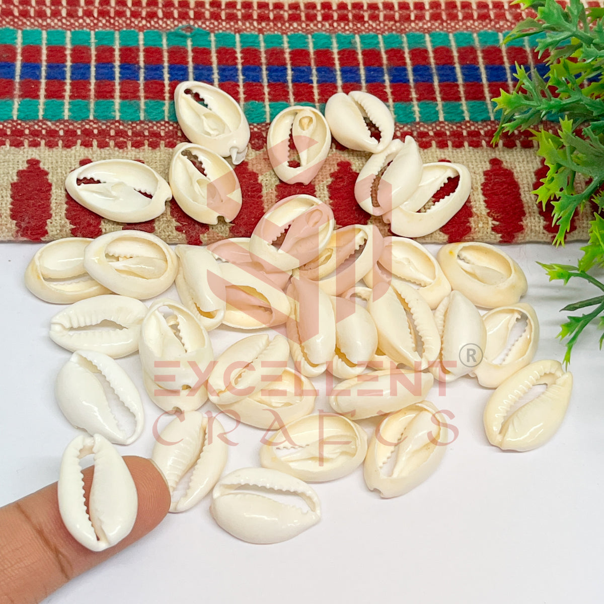 Half Cut White Natural Cowrie Shells (100pcs)