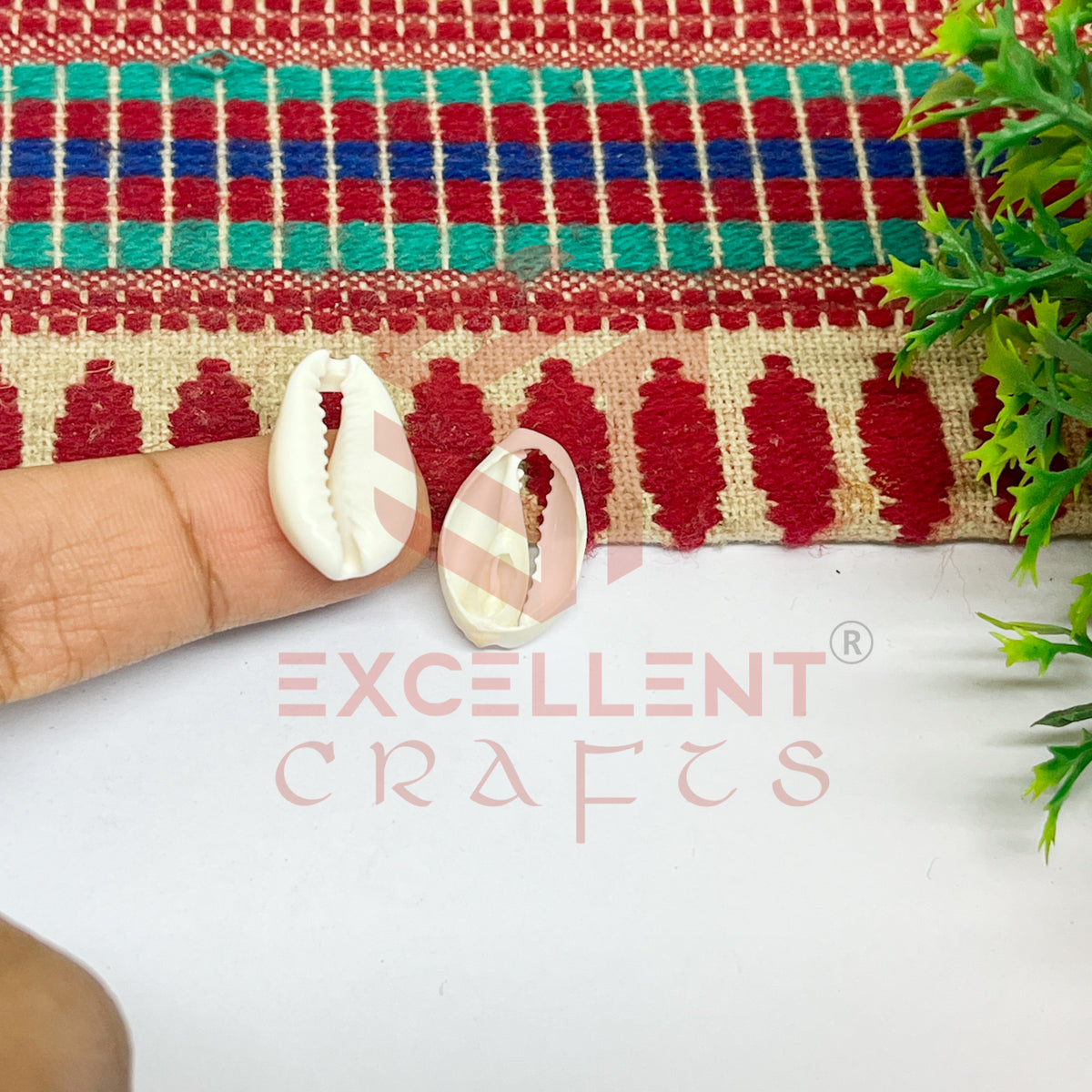 Half Cut White Natural Cowrie Shells (100pcs)