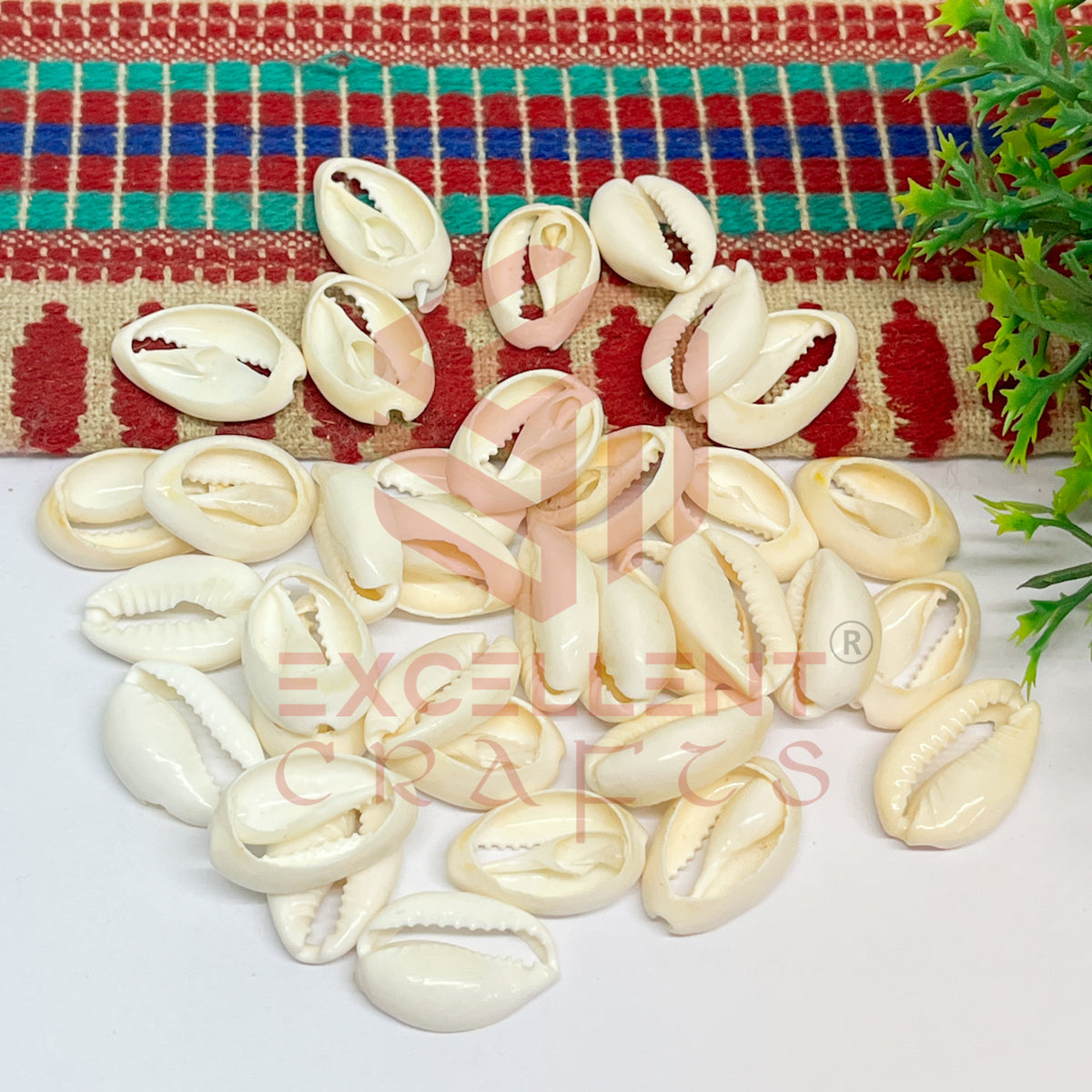 Half Cut White Natural Cowrie Shells (100pcs)