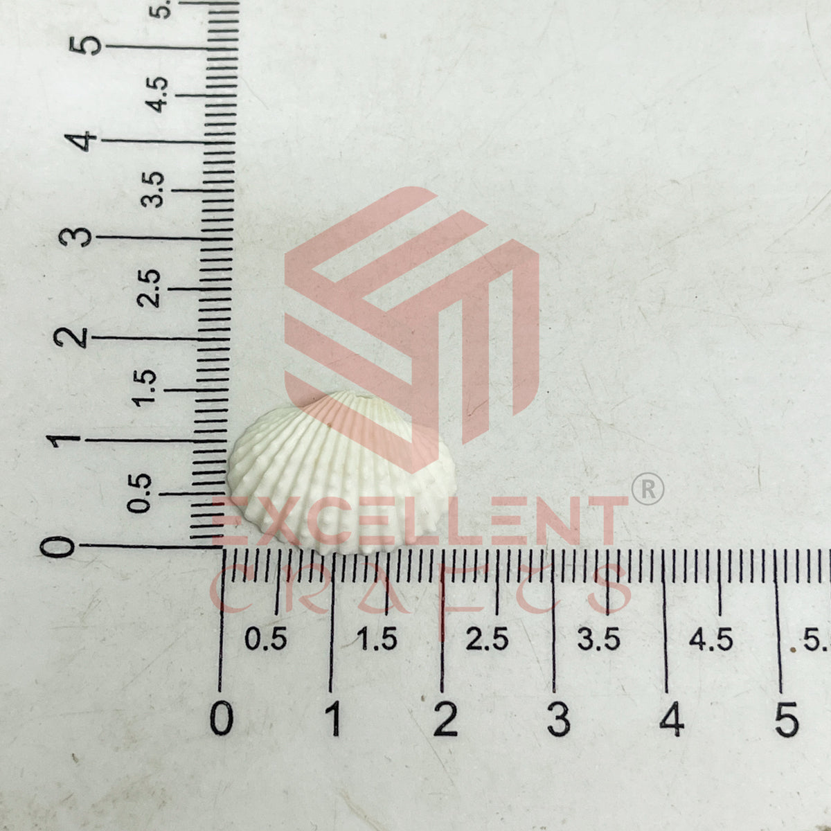 15x20mm Natural White Sea Shells with Hole (100pcs)